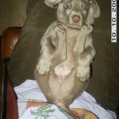 Weimaraner Geniet Geister
