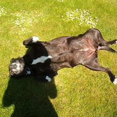 Blanding af racer Bølle