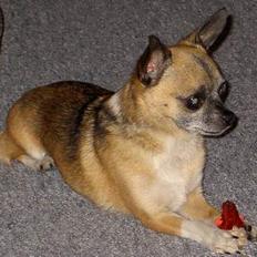 Chihuahua Dyrlægegårdens Tobias 