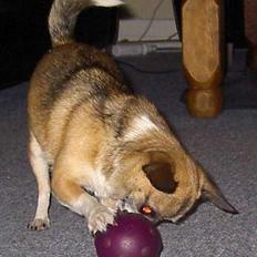 Chihuahua Dyrlægegårdens Tobias 