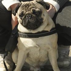 Mops Anton Sixten Milo