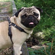 Mops Anton Sixten Milo
