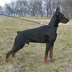 Dobermann Nagan *død*