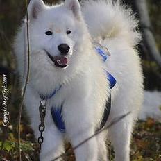 Samojedhund Boomer