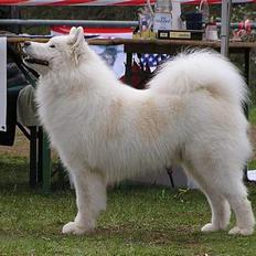 Samojedhund Boomer