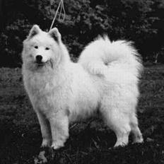 Samojedhund Icy