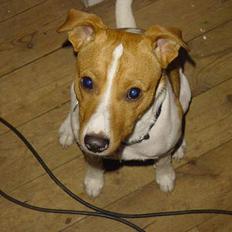 Dansk svensk gaardhund baloo