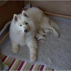 Samojedhund Icy