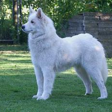Samojedhund Dakota