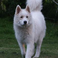 Samojedhund Dakota