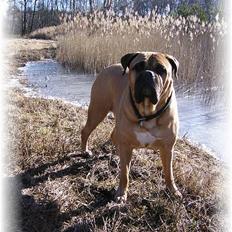 Bullmastiff LEICA