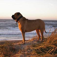 Bullmastiff LEICA
