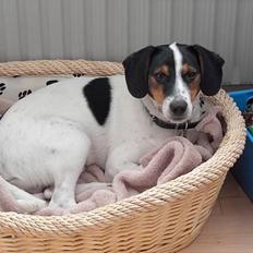 Dansk svensk gaardhund Kvik