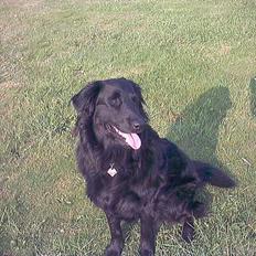 Blanding af racer Emil