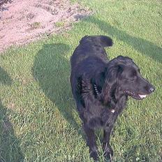 Blanding af racer Emil