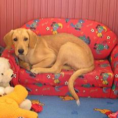 Blanding af racer Ricko-lever ikke mere:'(-