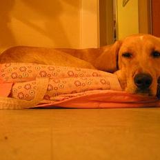 Blanding af racer Ricko-lever ikke mere:'(-