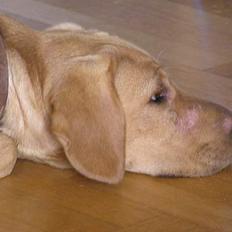 Blanding af racer Ricko-lever ikke mere:'(-