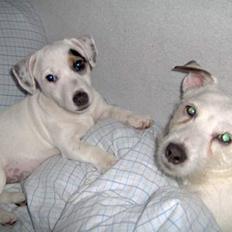 Jack russell terrier Freja