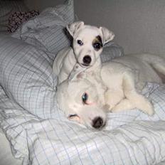 Jack russell terrier Freja