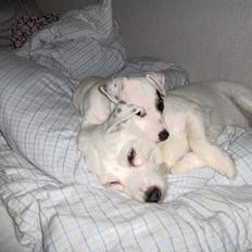 Jack russell terrier Freja