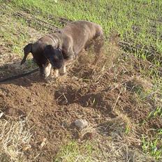 Gravhund Bølle  R.I.P.