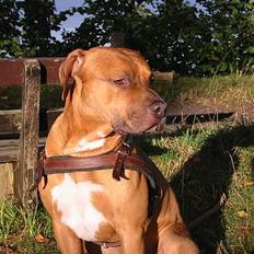 Amerikansk staffordshire terrier Tyson