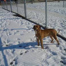 Amerikansk staffordshire terrier Tyson