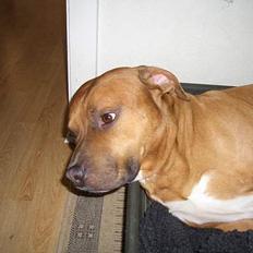 Amerikansk staffordshire terrier Tyson