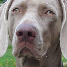 Weimaraner Natacha