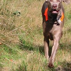 Weimaraner Natacha