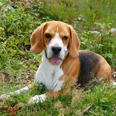 Beagle Brigade general Sofus 