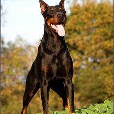 Dobermann Genning's Chavez R.I.P.