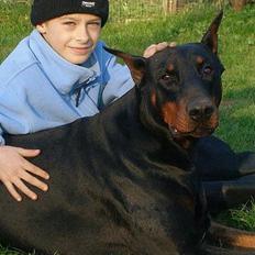 Dobermann Genning's Chavez R.I.P.