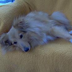 Shetland sheepdog Capstones Bella in Gold