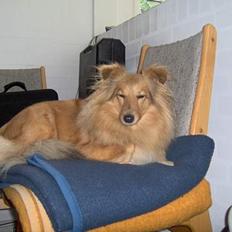 Shetland sheepdog Capstones Bella in Gold