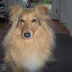 Shetland sheepdog Capstones Bella in Gold