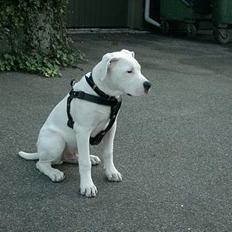 Amerikansk bulldog *Tjako*