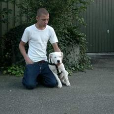 Amerikansk bulldog *Tjako*