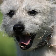 Cairn terrier Hannibal *3.2.98 - 14.10.11*
