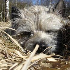 Cairn terrier Hannibal *3.2.98 - 14.10.11*