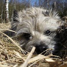 Cairn terrier Hannibal *3.2.98 - 14.10.11*