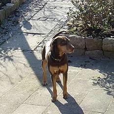 Blanding af racer Monty *død*