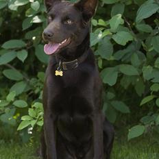 Australsk kelpie Carlo