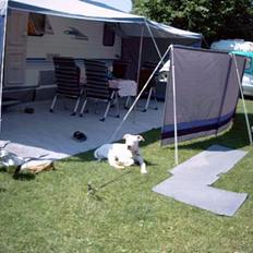 Dogo argentino Lucky """   DØD  """