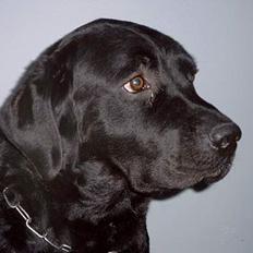 Labrador retriever Nico - Formel 1