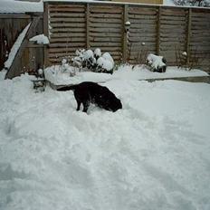 Labrador retriever Nico - Formel 1 