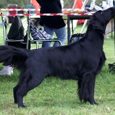 Flat coated retriever Zoa