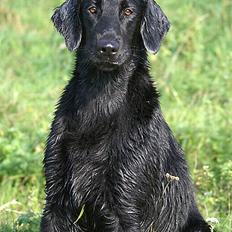 Flat coated retriever Zoa