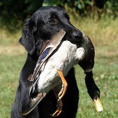 Flat coated retriever Zoa